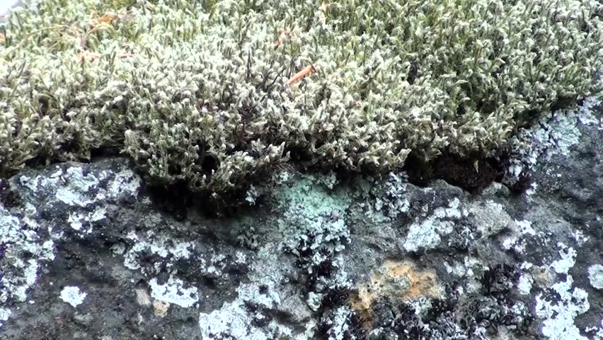 Lichen on granite stones