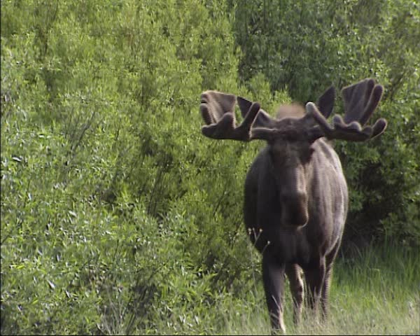 Moose bull on camera - eating twigs. Moose is an Indian word meaning "eater of twigs". In Europe, the moose is known as elk.