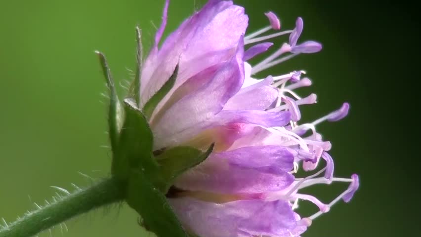 Wildflower