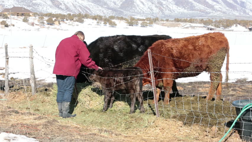 Farm woman pets new borne calf ranch field. Farm ranch with newborn calf and cows eating hay during winter. Black Angus mixed breed cattle. Gentleman ranching operation for self sufficiency.