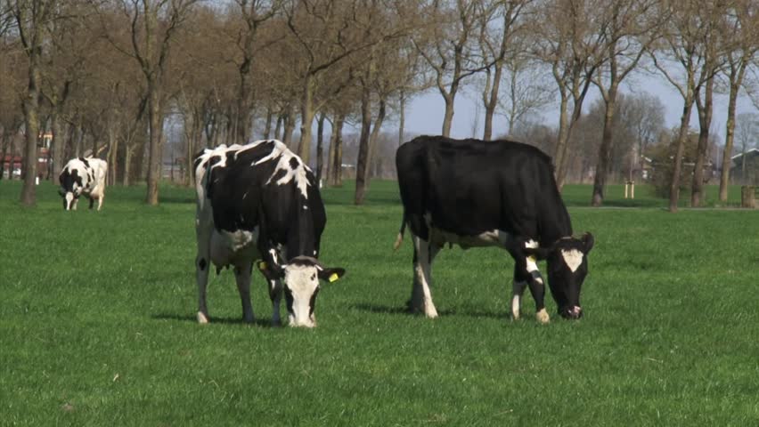 Pair of Holstein-Friesians dairy cattle graze in Dutch polder landscape at Niehove, province of Groningen,  cyclist in background.