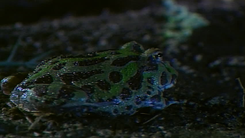 Green horned frog