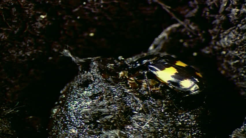 Burying beetle