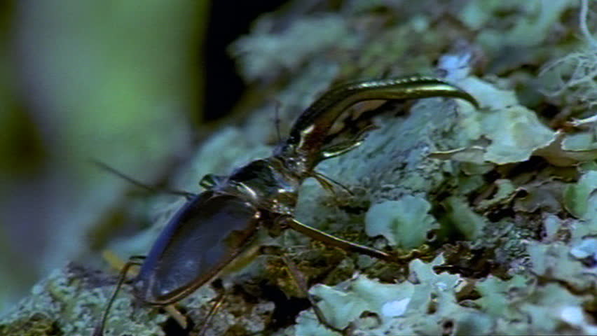 Lucanus cervus