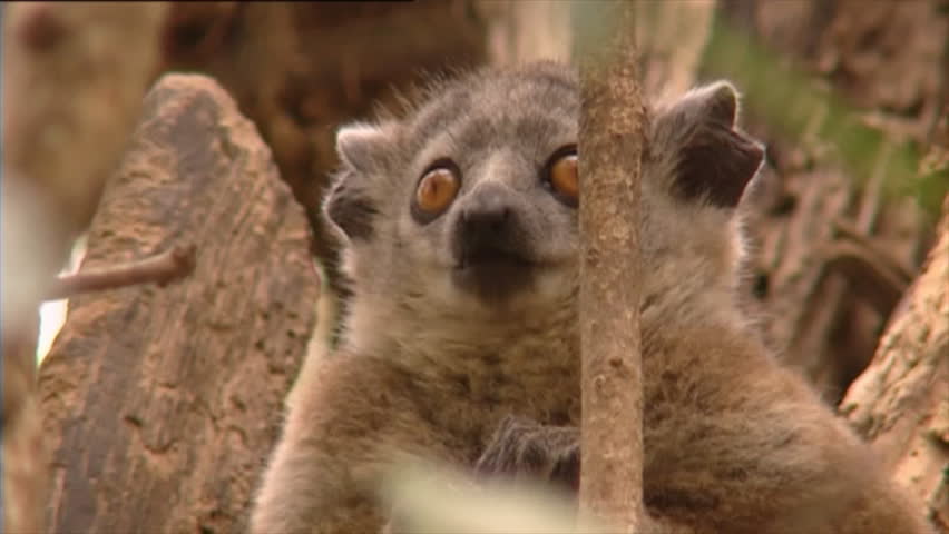 young Hubbard's Sportive Lemur in tree yawning 