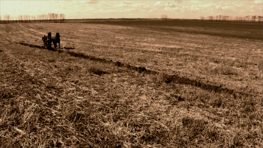 plowing with horses ; plowing with horses that pull a wooden plow  in the old way,video clip processed that looks like an old movie cinema