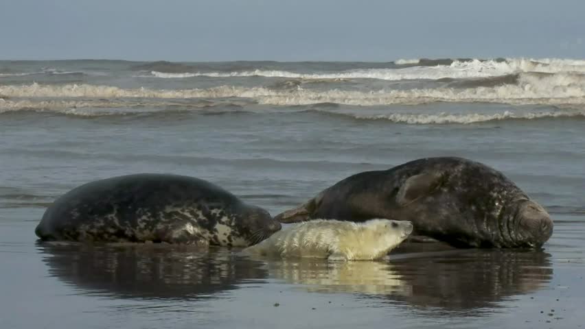 Grey Seals