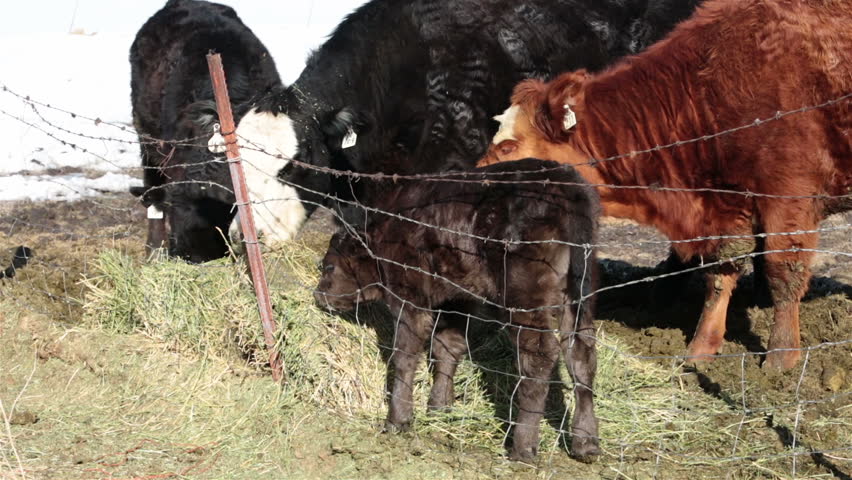 Cattle cows young calf baby eating hay farm ranch. Farm ranch with newborn calf and cows eating hay during winter. Black Angus mixed breed cattle. Gentleman ranching operation for self sufficiency.