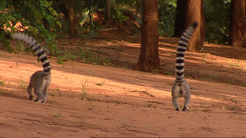 Ring tailed lemur