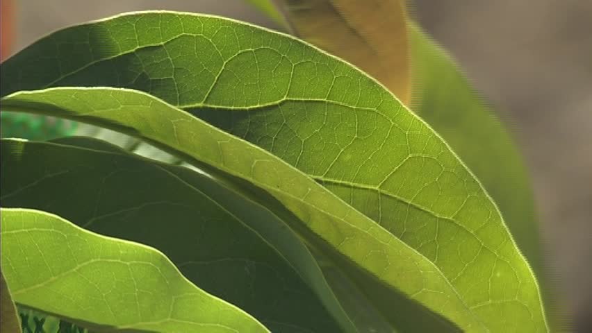 Avocado leaf
