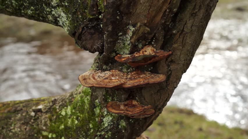 Fungus Growing on Riverside Forest Tree.