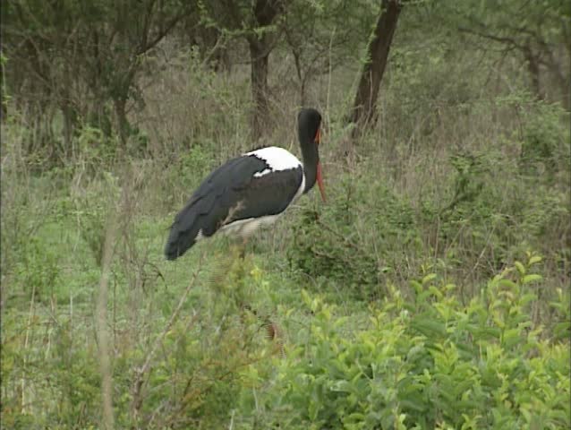 Saddle-billed Stork stretches leg + wing. Kruger park, South Africa.