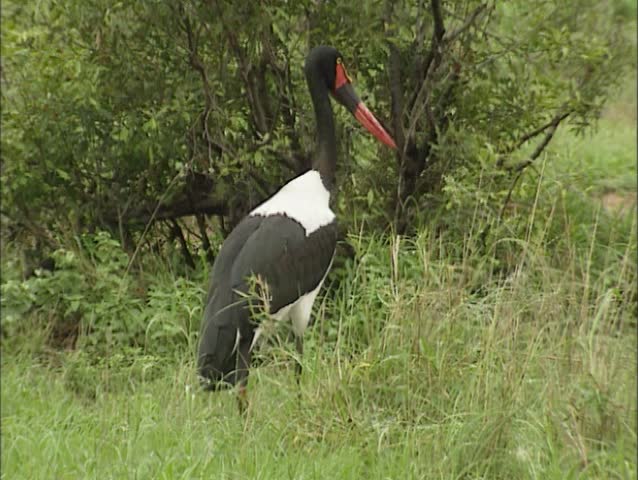Saddle-billed Stork in Kruger National park, South Africa.