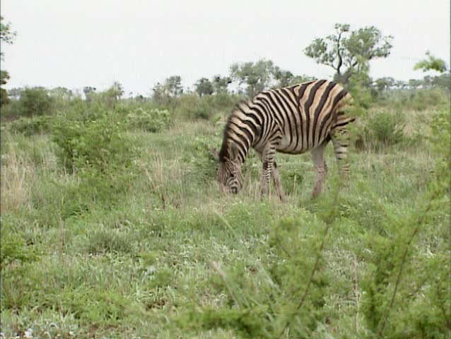 Burchell's Zebra (Equus quagga burchellii) or Bontsebra foraging in  Kruger National park, South Africa.