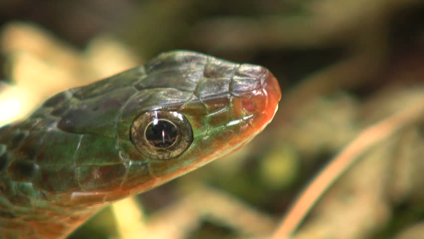 Rusty whipsnake (Chironius scurrulus) protruding its tongue