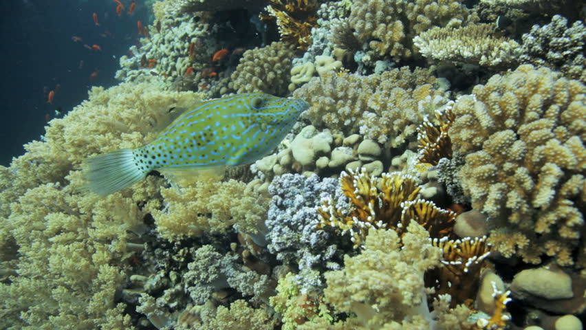 file trigger fish swims away