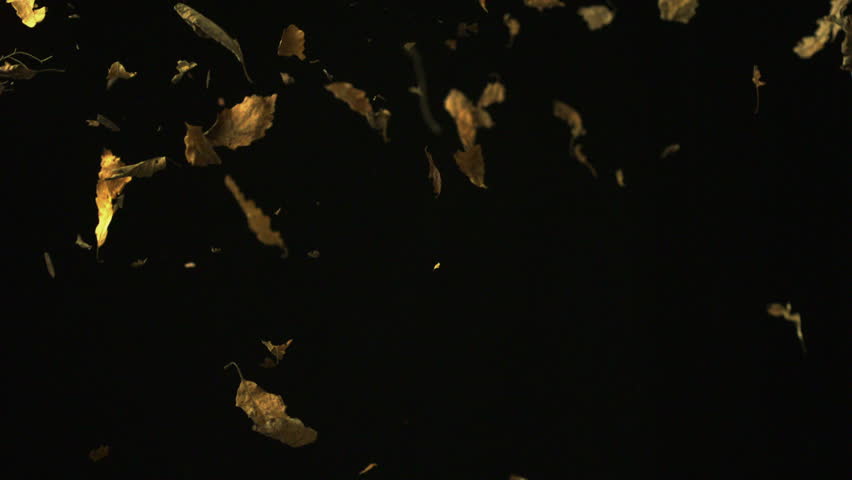 Dried leaves falling on black background shooting with high speed camera, phantom flex.