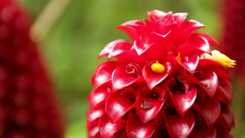 Close-up of red Indonesian Wax Ginger flower (Tapeinochilos ananassae), also known as Red Wax Ginger, Pineapple Ginger, Giant Spiral Ginger. In the Costus (Costaceae) family. Shot in Hawaii.