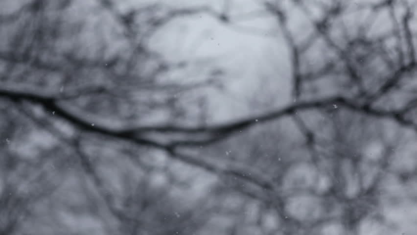 Looping Video: Snow falls in the trees. Focus on the snowflakes in the foreground, with blurred branches in the background. Slight slow motion (shot at 30fps and conformed to 24fps for a speed of 80%)