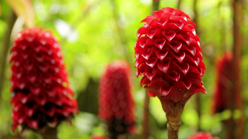 Close-up rack focus of a group of red Indonesian Wax Ginger flowers (Tapeinochilos ananassae), also known as Red Wax Ginger, Pineapple Ginger, Giant Spiral Ginger. In the Costus (Costaceae) family.