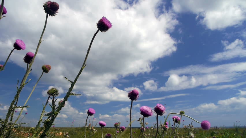 Wildflowers sway in the breeze against a cloudy blue sky in an empty field