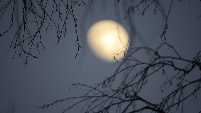 moon in the background tree branches