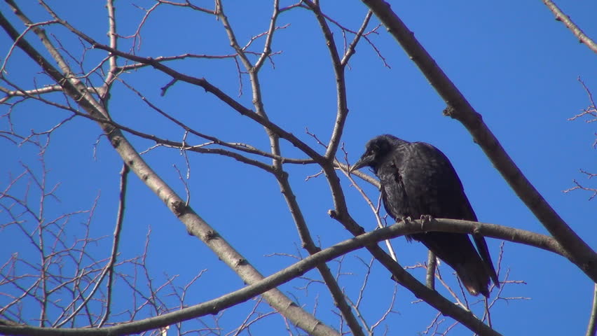Isolated Crow Sitting on a Bare Branch, Raven on a Windy Day, Crows, Ravens