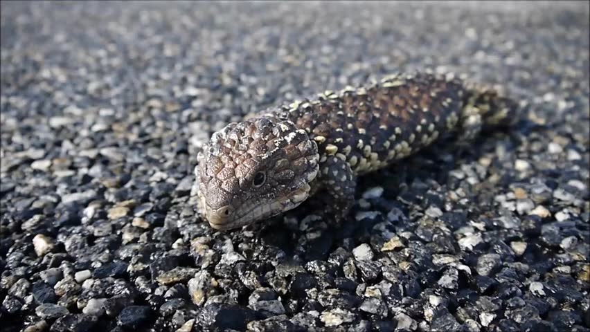 shingle back lizard in the Outback of Australia
