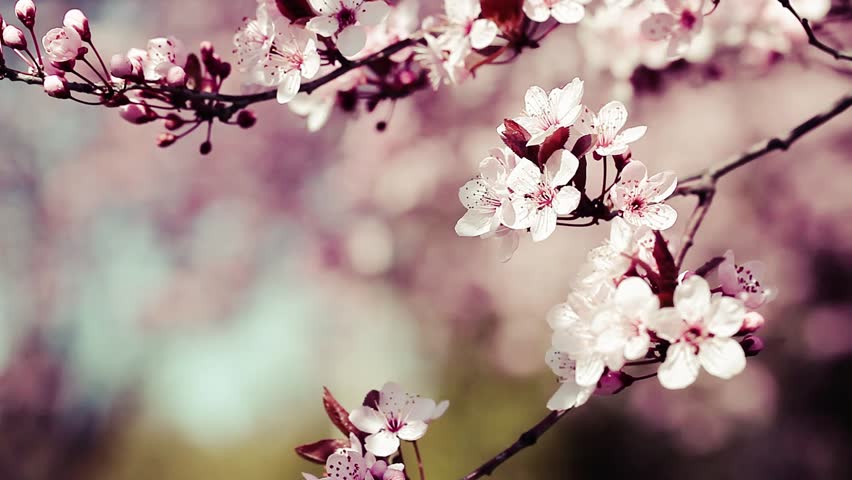 Pink cherry flowers blooming in springtime swining in the wind.