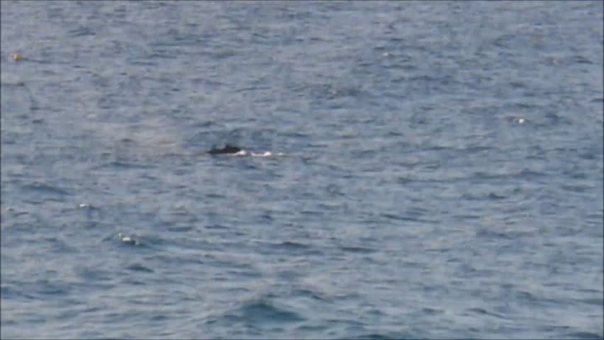 Humpback whales at Gold Coast in Queensland, Australia