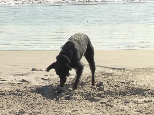 Black dog digging in the sound on the beach