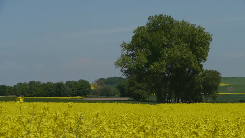 Yellow oilseed rape field. Alternative energy. 