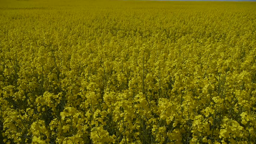 Yellow oilseed rape field. Alternative energy. 