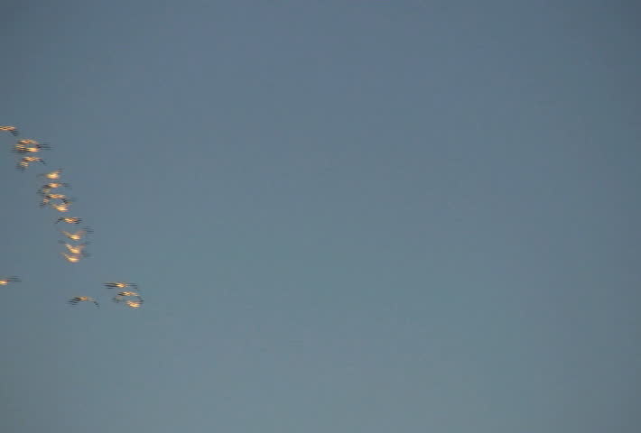 Snow geese flying in a V-formation.