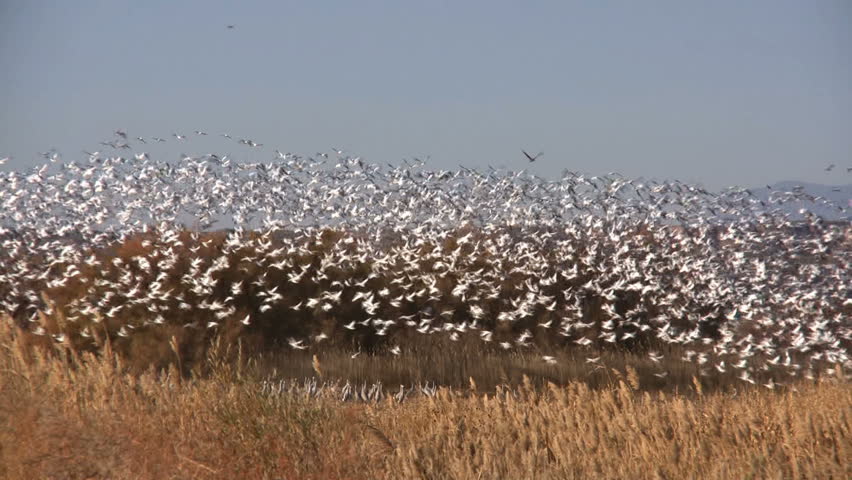 Hundreds of snow geese take flight at once. Bosque del Apache National Wildlife Refuge, New Mexico, USA.