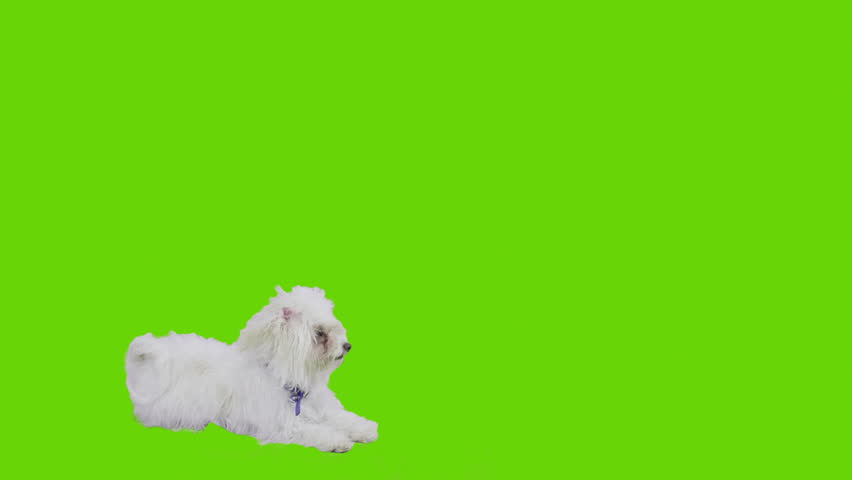  Dog walks from side to side. Dog makes a u turn in the middle and exits frame. Dog enters frame jumping and sits at the left side wait. Dog stays in the middle and exits frame walking.