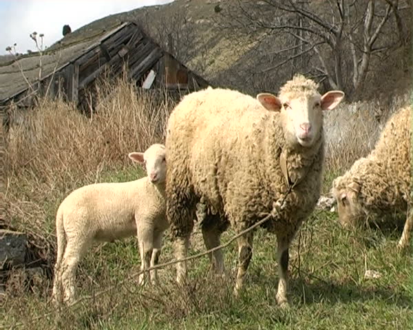 Sheep with lamb. Two double.