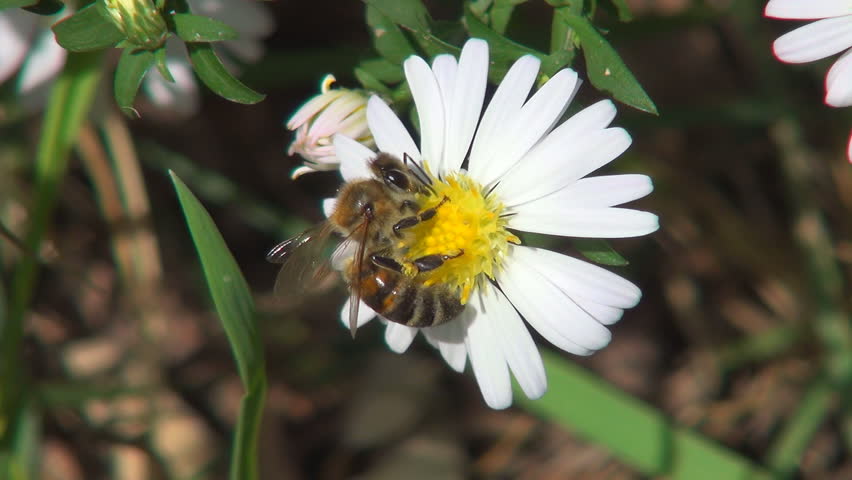 Bee Pollinating a Mountain, Field Flower, Bees Gathering Pollen, Macro