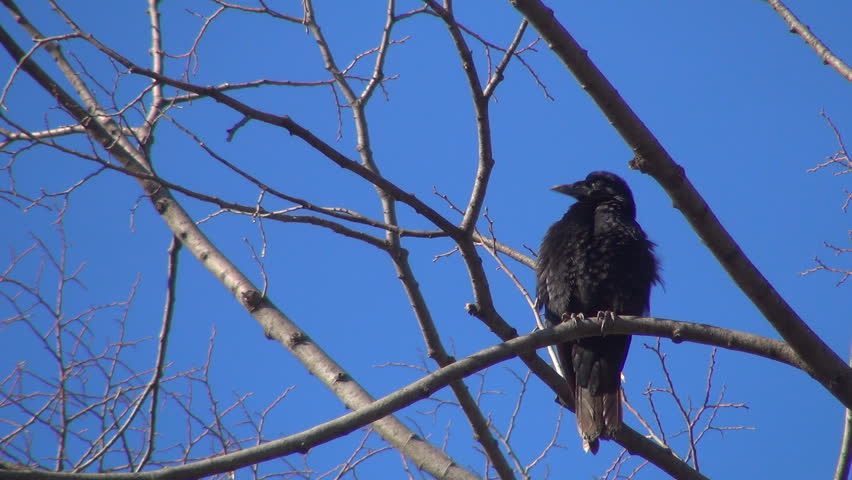 Isolated Crow Sitting on a Bare Branch, Raven on a Windy Day, Crows, Ravens