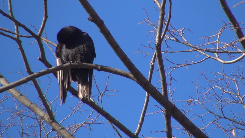 Isolated Crow Sitting on a Bare Branch, Raven on a Windy Day, Crows, Ravens