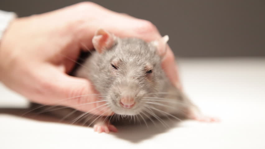 A man plays with a rat