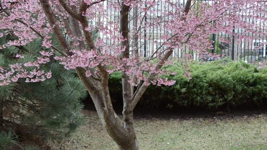 PInk Cherry Blossom Trees on Spring Season