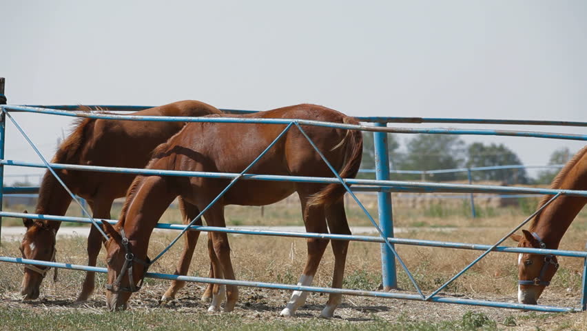 Three young stallions eating and walking in paddock.