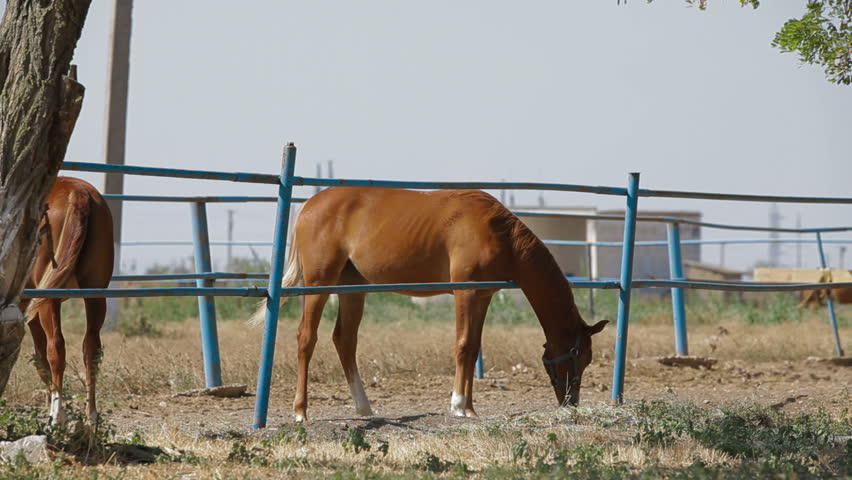 Two young stallions eating in paddock.