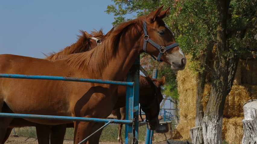 Young beautiful stallions are standing in paddock.