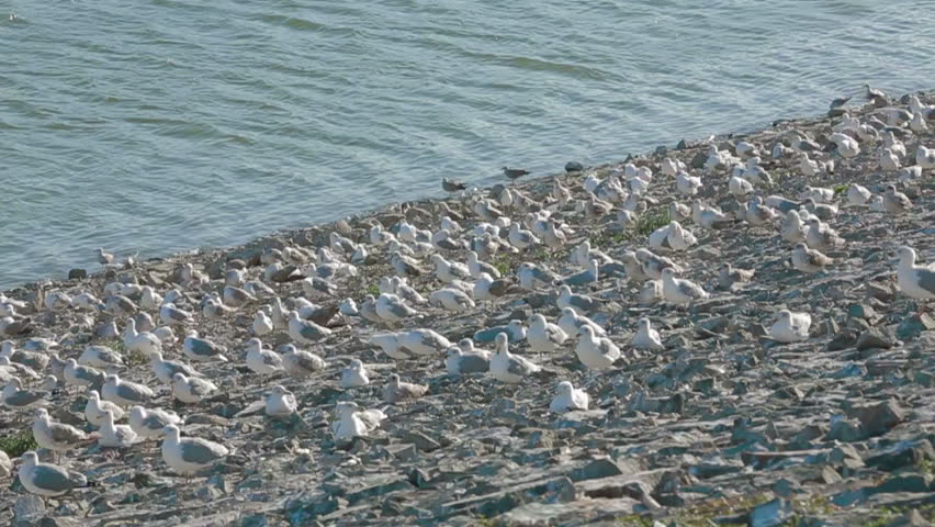 Seagulls sit on the ground then take off and fly away. Slow motion.