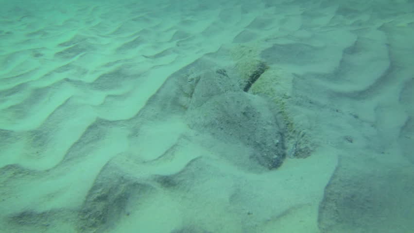 1920x1080 FullHD video - Wild cuttlefish hiding and running in the clean blue water 
