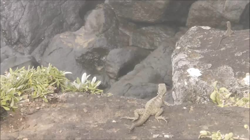 australian water dragon sitting on cliffs at the Gold Coast in Queensland, Australia
