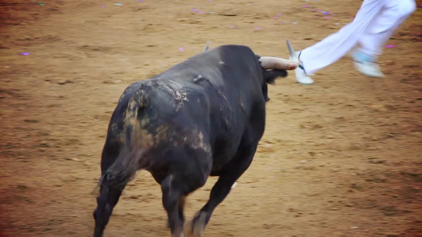 Powerful spanish bull, bullfight arena