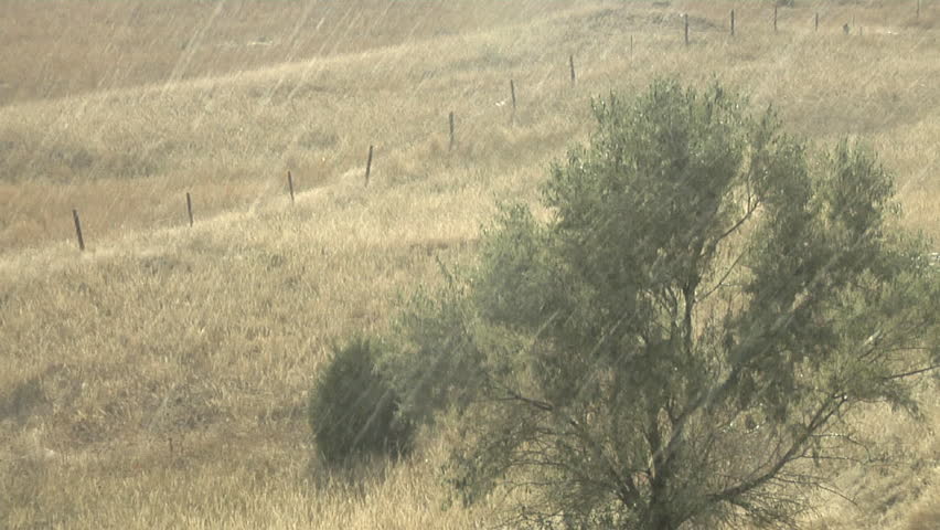 Heavy Rain. Big rain drops fall in a late summer shower